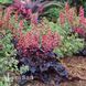 Гейхера Таймлесс Найт (Heuchera Timeless Night) 20299 фото 1