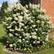 Гортензія волотиста Кіушу (Hydrangea paniculata Kyushu) 20398 фото 1