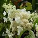 Гортензія волотиста Кіушу (Hydrangea paniculata Kyushu) 20398 фото 2