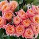 Роза чайно-гибридная Пич Вувузела (Peach Vuvuzela) 50061 фото 3