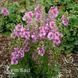 Вербаскум Шугар Плам (Verbascum hybrida Sugar Plum) 20258 фото 1