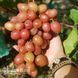 Виноград Дынька 40053 фото 3