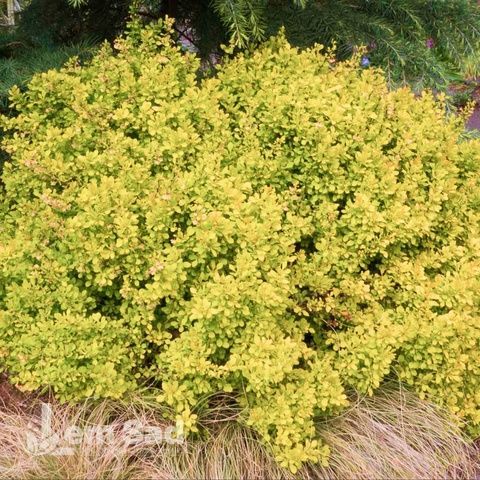 Барбарис Тунберга Голден Цверг (Berberis thunbergii Golden Zwerg) 20150 фото