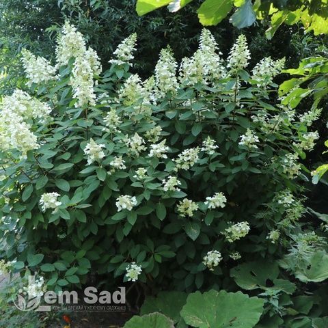 Гортензия метельчатая Левана (Hydrangea paniculata Levana) 20399 фото