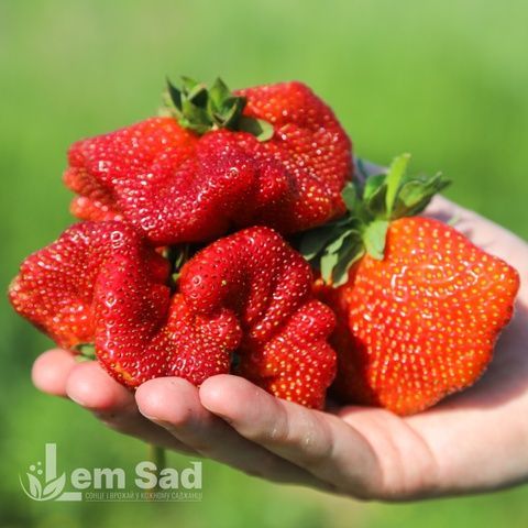 Полуниця пізня Сильвія (Fragaria &times; ananassa Silvia) 30030 фото