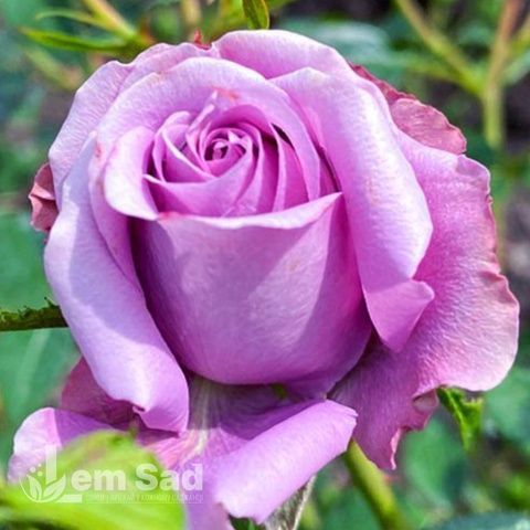 Роза чайно-гибридная Блю Парфюм (Rosa Blue Parfum) 50259 фото