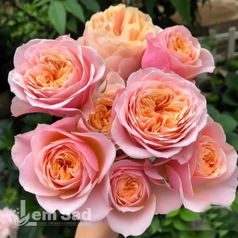 Роза чайно-гибридная Пинк Вувузела (Pink Vuvuzela) 50062 фото