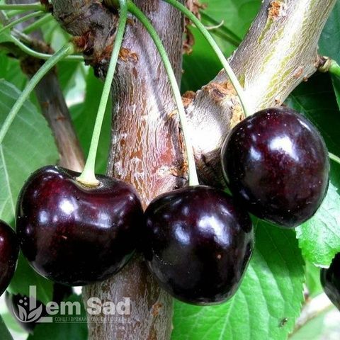 Вишня Чорнокорка 10070 фото