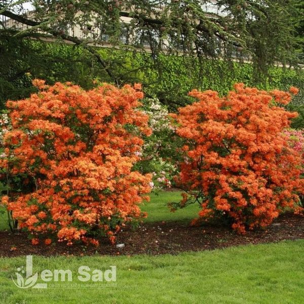 Азалия японская Оранж Бьюти (Azalea japonica Orange Beauty) 20100 фото