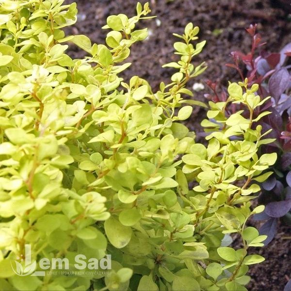 Барбарис Тунберга Голден Цверг (Berberis thunbergii Golden Zwerg) 20150 фото