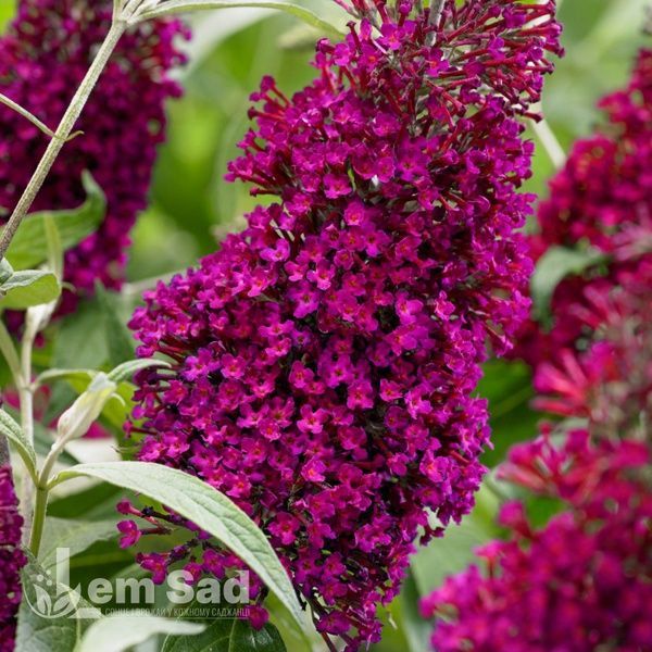 Буддлея Шугар Плам (Buddleja davidii Sugar Plum) 20209 фото