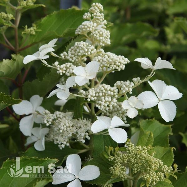 Гортензия метельчатая Левана (Hydrangea paniculata Levana) 20399 фото