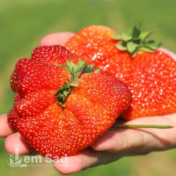 Полуниця пізня Сильвія (Fragaria &times; ananassa Silvia) 30030 фото