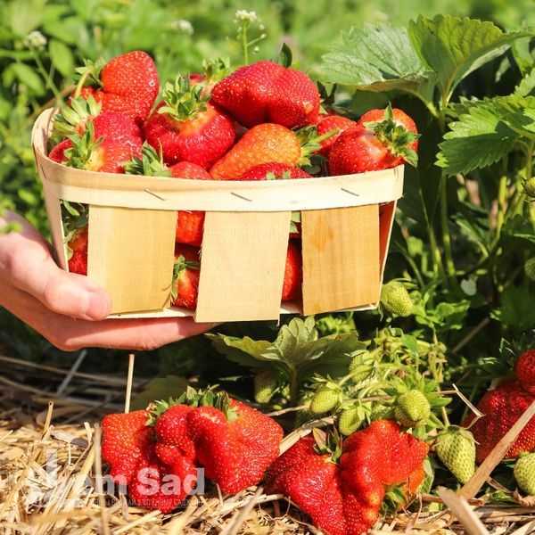 Полуниця пізня Сильвія (Fragaria &times; ananassa Silvia) 30030 фото