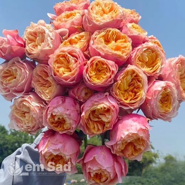 Роза чайно-гибридная Пинк Вувузела (Pink Vuvuzela) 50062 фото