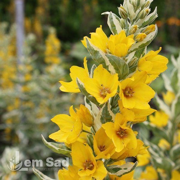 Вербозілля Александер (Lysimachia punctata Alexander) 20259 фото