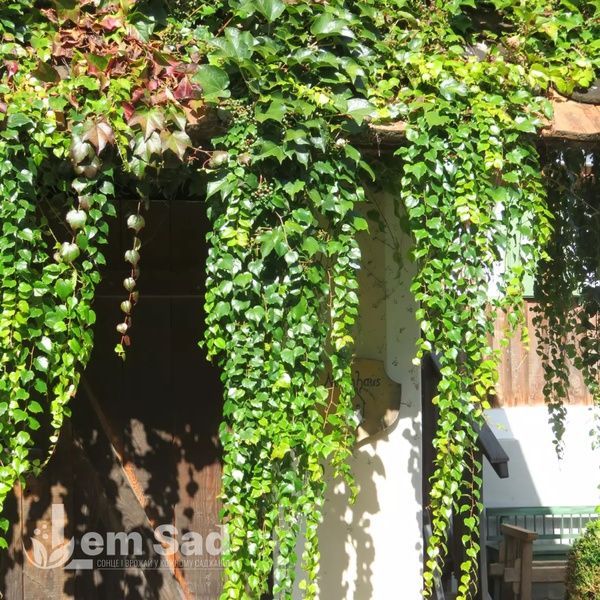 Виноград девичий триостренный Вичи (Parthenocissus tricuspidata Veitchii) 20005 фото
