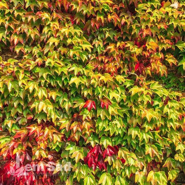 Виноград девичий триостренный Вичи (Parthenocissus tricuspidata Veitchii) 20005 фото