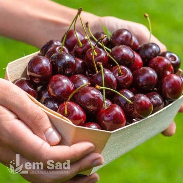 Вишня Чёрнокорка 10070 фото