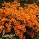 Азалия японская Оранж Бьюти (Azalea japonica Orange Beauty) 20100 фото 1