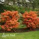 Азалия японская Оранж Бьюти (Azalea japonica Orange Beauty) 20100 фото 2