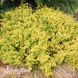Барбарис Тунберга Голден Цверг (Berberis thunbergii Golden Zwerg) 20150 фото 1