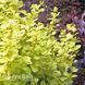 Барбарис Тунберга Голден Цверг (Berberis thunbergii Golden Zwerg) 20150 фото 2