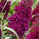 Буддлея Шугар Плам (Buddleja davidii Sugar Plum) 20209 фото 2