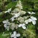 Гортензия метельчатая Левана (Hydrangea paniculata Levana) 20399 фото 2