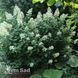 Гортензия метельчатая Левана (Hydrangea paniculata Levana) 20399 фото 1