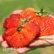 Полуниця пізня Сильвія (Fragaria &times; ananassa Silvia) 30030 фото 2