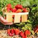 Полуниця пізня Сильвія (Fragaria &times; ananassa Silvia) 30030 фото 3