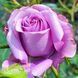 Троянда чайно-гібридна Блю Парфум (Rosa Blue Parfum) 50259 фото 1