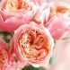 Роза чайно-гибридная Пинк Вувузела (Pink Vuvuzela) 50062 фото 3
