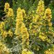 Вербозілля Александер (Lysimachia punctata Alexander) 20259 фото 1