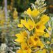 Вербозілля Александер (Lysimachia punctata Alexander) 20259 фото 2