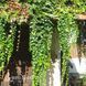 Виноград девичий триостренный Вичи (Parthenocissus tricuspidata Veitchii) 20005 фото 3