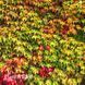 Виноград девичий триостренный Вичи (Parthenocissus tricuspidata Veitchii) 20005 фото 2