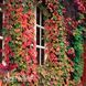 Виноград девичий триостренный Вичи (Parthenocissus tricuspidata Veitchii) 20005 фото 1