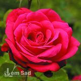 Троянда чайно-гібридна Дам де Кер (Rosa Dame de Coeur) 50018 фото