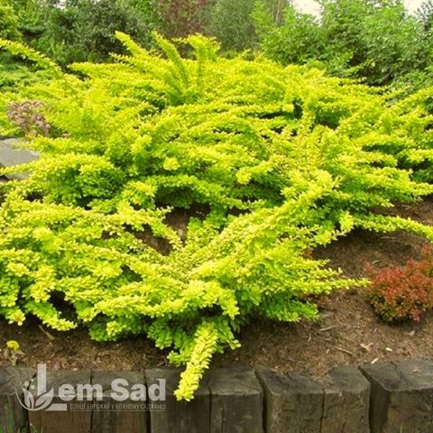 Барбарис Тунберга Голден Карпет (Berberis thunbergii Golden Carpet) 20151 фото