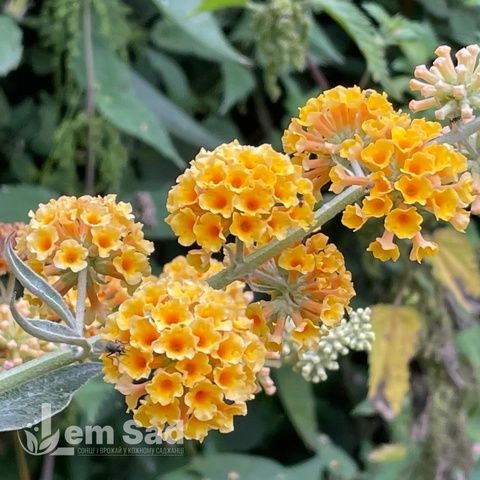 Буддлея Санголд (Buddleja &times; weyeriana Sungold) 20210 фото