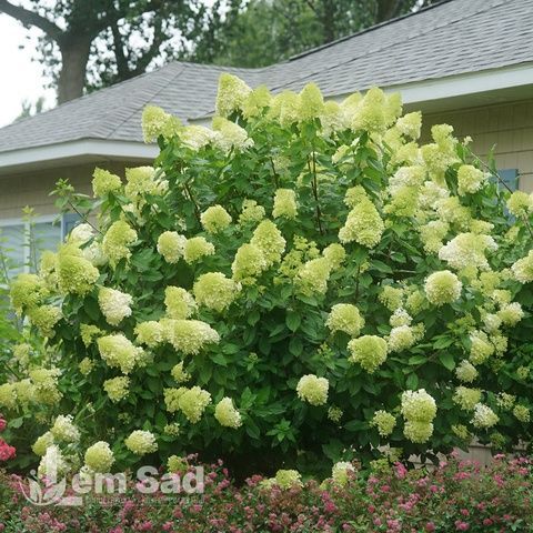 Гортензия метельчатая Лаймлайт (Hydrangea paniculata Limelight) 20400 фото