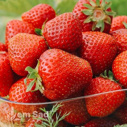 Полуниця рання Амі (Fragaria &times; ananassa Ami) 30031 фото