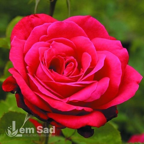 Троянда чайно-гібридна Дам де Кер (Rosa Dame de Coeur) 50018 фото