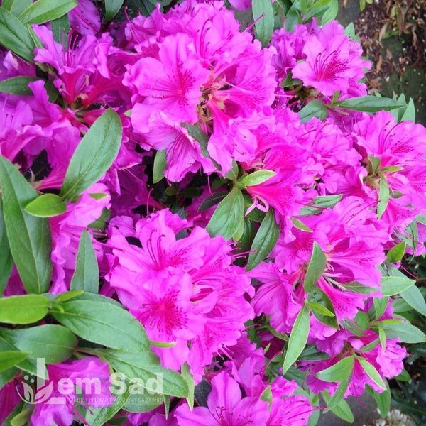 Азалия японская Орлице (Azalea japonica Orlice) 20101 фото