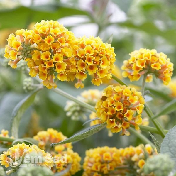 Буддлея Санголд (Buddleja &times; weyeriana Sungold) 20210 фото
