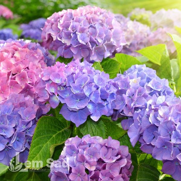 Гортензія великолиста Хай Маунтін (Hydrangea macrophylla Hi Mountain) 20350 фото
