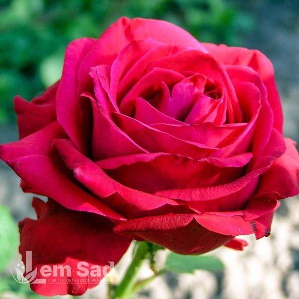 Троянда чайно-гібридна Дам де Кер (Rosa Dame de Coeur) 50018 фото