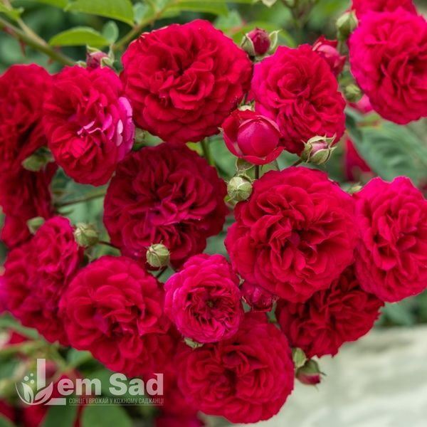 Роза плетистая Симпатия (Rosa Sympathie) 50260 фото